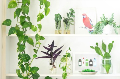 5 Tanaman Hias Indoor yang Mudah Dirawat dan Mempercantik Ruangan